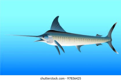 Swordfish