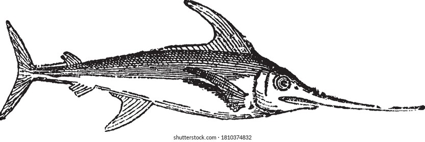 Swordfish fish, From the Dictionary of Word and Things, 1888.