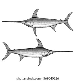 Swordfish Illustration