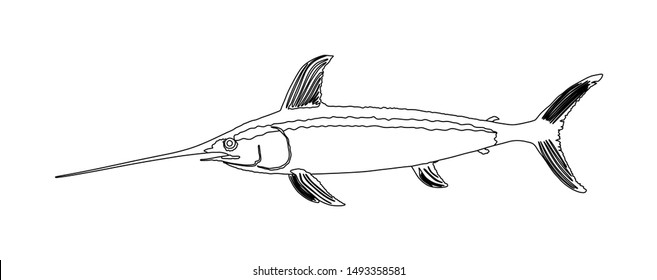 Swordfish vector illustration isolated on white background. Sea or ocean fish symbol. Sport Fishing trophy. Billfish, sailfish sign. Marine life fauna. Seafood wildlife.