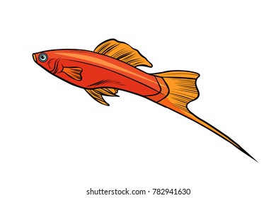 swordtail aquarium fish. Isolated on white background. Pop art retro vector illustration