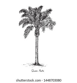  Syagrus romanzoffiana, the queen or cocos palm tree silhouette, hand drawn gravure style, vector sketch illustration with inscription