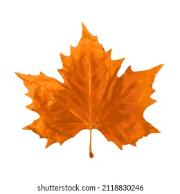 Sycamore Autumn Leaf Isolated on White