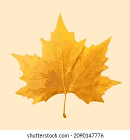 Sycamore autumn leaf isolated. Platanus brown foliage, big sycamore leaves on white background top view, vector illustration