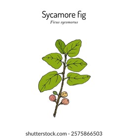 Sycamore fig or fig-mulberry (Ficus sycomorus), edible and medicinal plant. Hand drawn botanical vector illustration