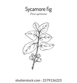 Sycamore fig or fig-mulberry (Ficus sycomorus), edible and medicinal plant. Hand drawn botanical vector illustration