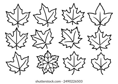 Sycamore Leaf Illustration Line Art Design