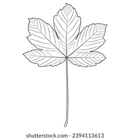 Sycamore leaf outline, vector botanical illustration. Sycamore maple, American plane tree leaf silhouette, coloring book page.