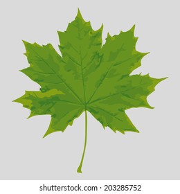 sycamore leaf vector art