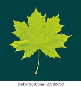 Sycamore Leaf Vector Art