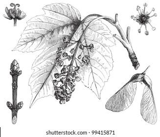 Sycamore-Ahorn (Acer pseudoplatanus) / Vintage-Illustration von Meyers Konversations-Lexikon 1897