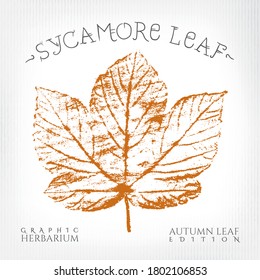 Sycamore Maple Leaf Vintage Print Style Illustration with Authentic Logo Lettering from Autumn Leaf Edition of Graphic Herbarium - Black and Rusty on Grunge Background - Vector Stamp Graphic Design