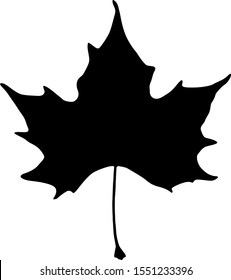 Sycamore or Plane or Maple Leaf Flat Black Silhouette Symbol Icon. Vector Image.