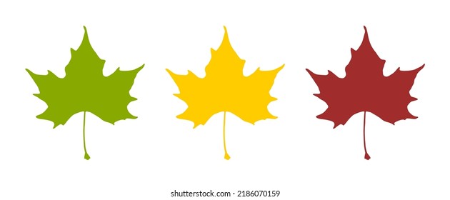 Sycamore or Plane or Maple Leaf in Green, Yellow and Red Symbolising the Seasons Spring, Summer and Autumn. Vector Image.