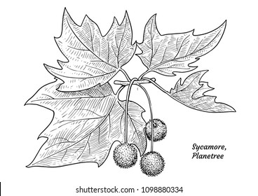 Sycamore Leaves Images Stock Photos Vectors Shutterstock