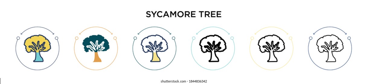 Sycamore tree icon in filled, thin line, outline and stroke style. Vector illustration of two colored and black sycamore tree vector icons designs can be used for mobile, ui, web