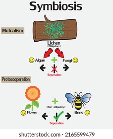 Symbiose Interaktion mit Mutualismus und Protokooperation Konzept.