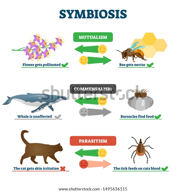 Symbiosis Vector Illustration Labeled Living Together Stock Vector
