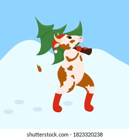 Symbol of 2021, the bull carries home a Christmas tree. Cartoon animal chinese zodiac illustration