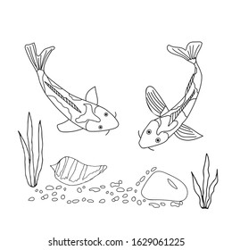 Symbol of good luck and prosperity, Koi fish. Cartoon hand-drawn. Outline sketches drawn on a white isolated background. Vector illustration.