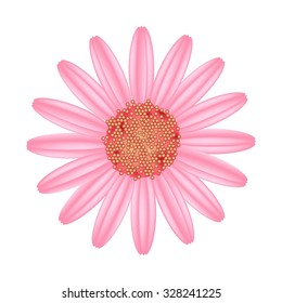 Symbol of Love, Bright and Beautiful Old Rose Osteospermum Daisy Flower or Cape Daisy Flower Isolated on Transparent Background.