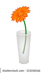 A Symbol of Love, A Bright and Beautiful Orang Daisy Flower in Tall Glass Vase Isolated on White Background 