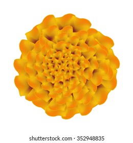 Symbol of Love, Bright and Beautiful Orange Marigolds and African Marigold Isolated on White Background.