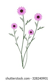 Symbol of Love, Bright and Beautiful Purple Osteospermum Daisy Flowers or Cape Daisy Blossoms Isolated on Transparent Background.