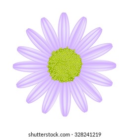 Symbol of Love, Bright and Beautiful Violet Osteospermum Daisy Flower or Cape Daisy Flower Isolated on Transparent Background.