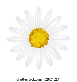 Symbol of Love, Bright and Beautiful White Osteospermum Daisy Flower or Cape Daisy Flower Isolated on Transparent Background.