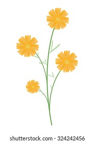 Symbol of Love, Bright and Beautiful Yellow Cosmos Flowers or Cosmos Bipinnatus Isolated on White Background.