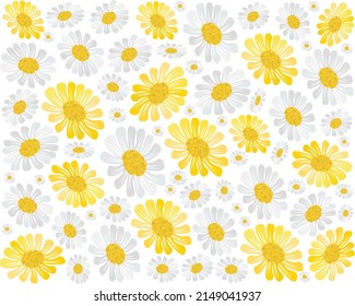 Symbol of Love, Illustration Background of Yellow and White Cosmos Flowers or Cosmos Bipinnatus Isolated on White Background.
