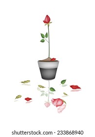 A Symbol of Love, Illustration of A Beautiful Red Rose in Terracotta Flower Pot for Garden Decoration. 