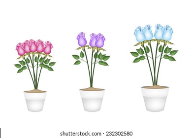A Symbol of Love, Illustration of Beautiful Roses in Tree Terracotta Flower Pots for Garden Decoration. 
