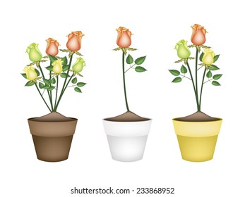 A Symbol of Love, Illustration of Beautiful Yellow, Orange and Green Roses in Terracotta Flower Pots for Garden Decoration. 