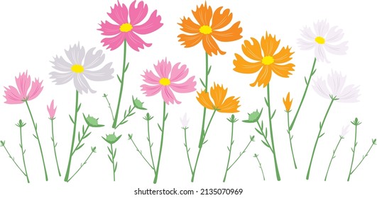 Symbol of Love, Illustration of Bright and Beautiful Colorful Cosmos Flowers or Cosmos Bipinnatus Isolated on White Background.
