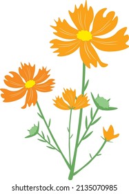 Symbol of Love, Illustration of Bright and Beautiful Orange Cosmos Flowers or Cosmos Bipinnatus Isolated on White Background.
