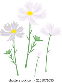 Symbol of Love, Illustration of Bright and Beautiful White Cosmos Flowers or Cosmos Bipinnatus Isolated on White Background.
