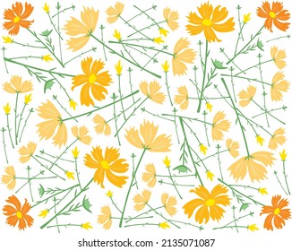 Symbol of Love, Illustration of Bright and Beautiful Orange Cosmos Flowers or Cosmos Bipinnatus Isolated on White Background.
