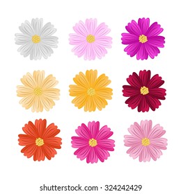 Symbol of Love, Illustration Collection of Cosmos Flowers or Cosmos Bipinnatus Isolated on White Background.