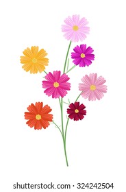 Symbol of Love, Illustration of Cosmos Flowers or Cosmos Bipinnatus Isolated on White Background.