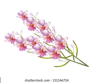 A Symbol of Love and Luxury, An Illustration Beautiful Color of Pink Vanda Orchids Isolated on White Background