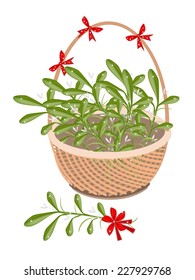 A Symbol of Love and Luxury, An Illustration of Mistletoe Bunch or Vi scum Album with A Christmas Red Ribbon on A Beautiful Wicker Basket for Someone Special. 