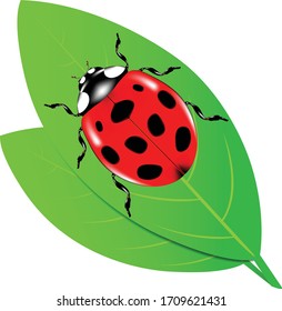 Symbol of nature. Icon lady bird or Ladybird beetle on green leaves. Red ladybug, Insect beetle.