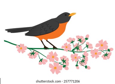 Symbol of spring - american robin bird sitting on blooming tree branch