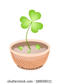 Symbols for Fortune and Luck, Illustration of Growing Four Leaf Clover Plants or Shamrock in A Beautiful Wicker Basket for St. Patricks Day Celebration. 