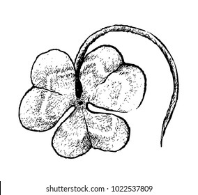 Symbols for Fortune and Luck, Illustration Hand Drawn Sketch of Fresh Three Leaf Clover Plants or Shamrock for St. Patricks Day Celebration.