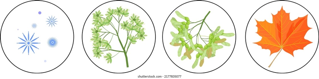 Symbols of the seasons. Flowers, green samara fruits and orange autumn leaf of Norway maple isolated on white background