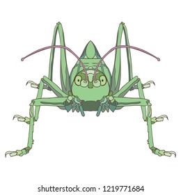 A symmetrical and decorative vector illustration of a green cricket. Isolated and perfect to use as a design element.