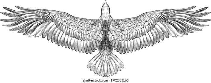 symmetrical eagle with spread wings black and white sketch American vector illustration